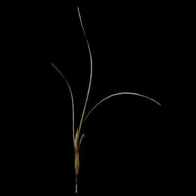Seaweed Plant