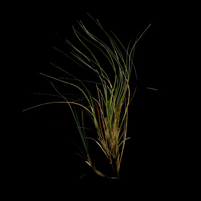 Seaweed Plant