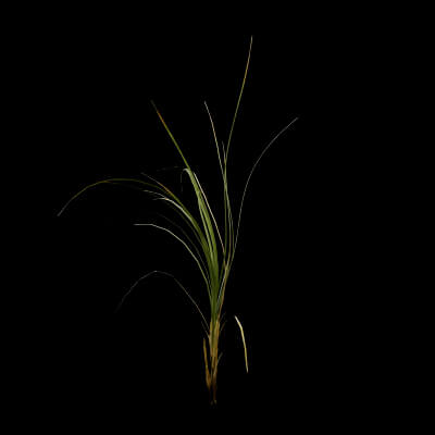 Seaweed Plant
