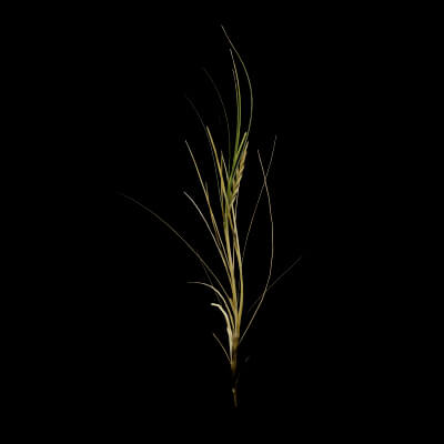 Seaweed Plant