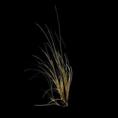 Seaweed Plant