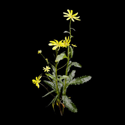 Senecio Pinnatifolius Plant