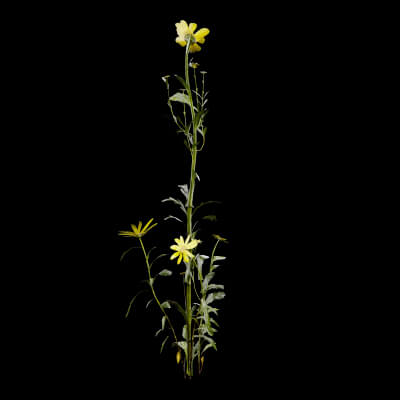 Senecio Pinnatifolius Plant