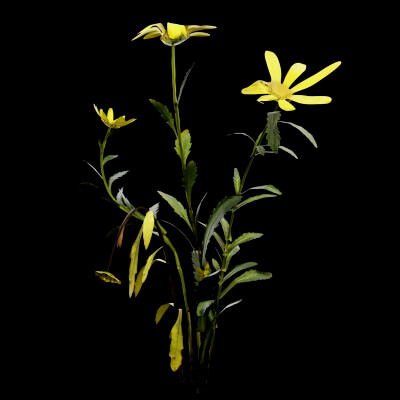Senecio Pinnatifolius Plant