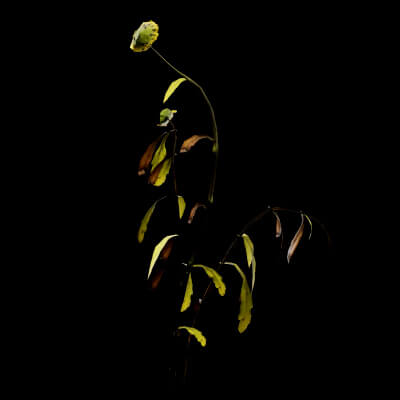 Senecio Pinnatifolius Plant