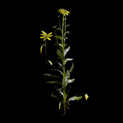 Senecio Pinnatifolius Plant