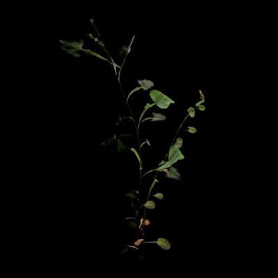 Sonchus Oleraceus Plant