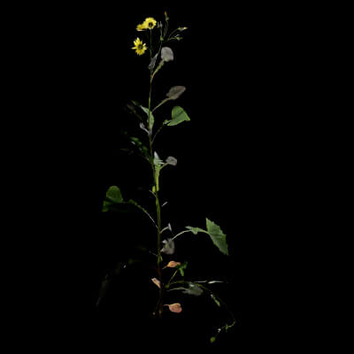Sonchus Oleraceus Plant