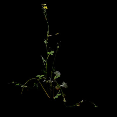 Sonchus Oleraceus Plant