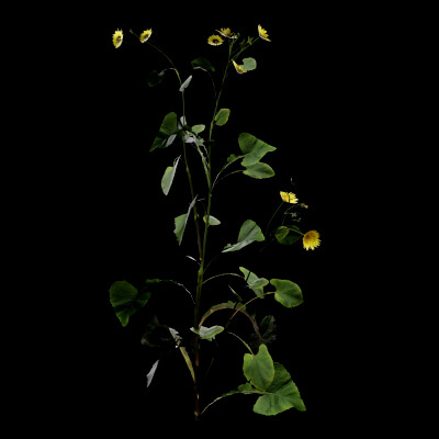 Sonchus Oleraceus Plant