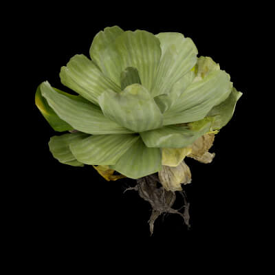 The Floating Wonder Plant