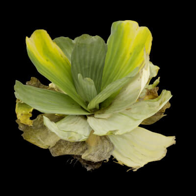 The Floating Wonder Plant