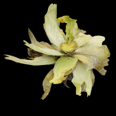 The Floating Wonder Plant