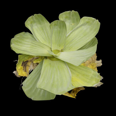 The Floating Wonder Plant