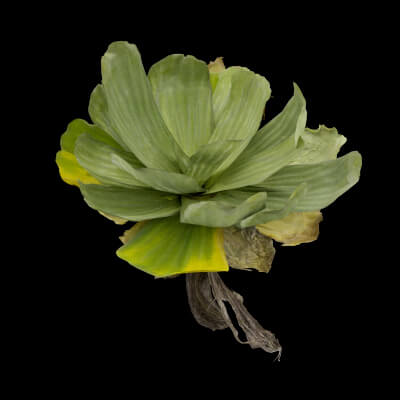 The Floating Wonder Plant