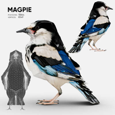 Magpie 3D Model
