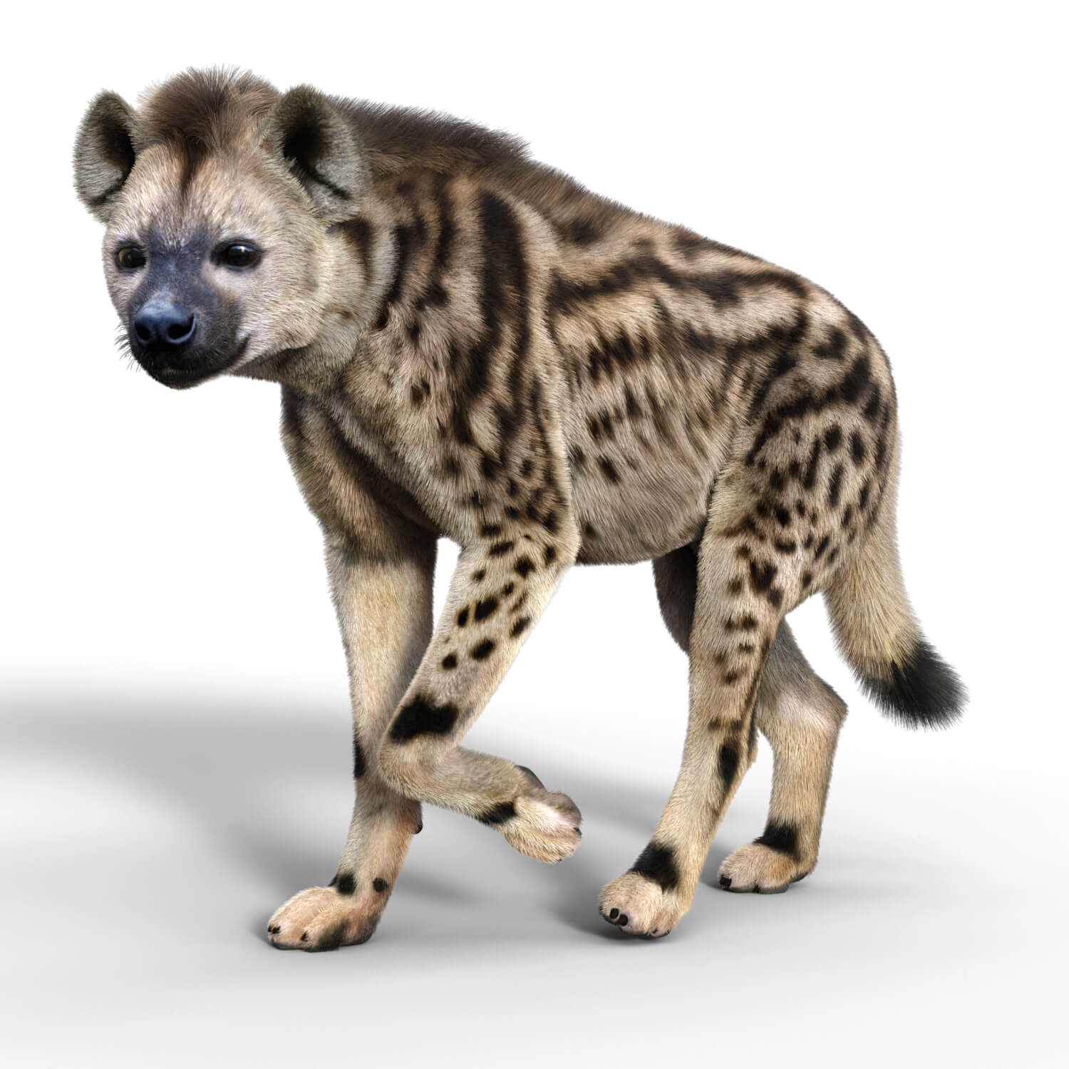 Vyu Hyena Spotted Daz Content