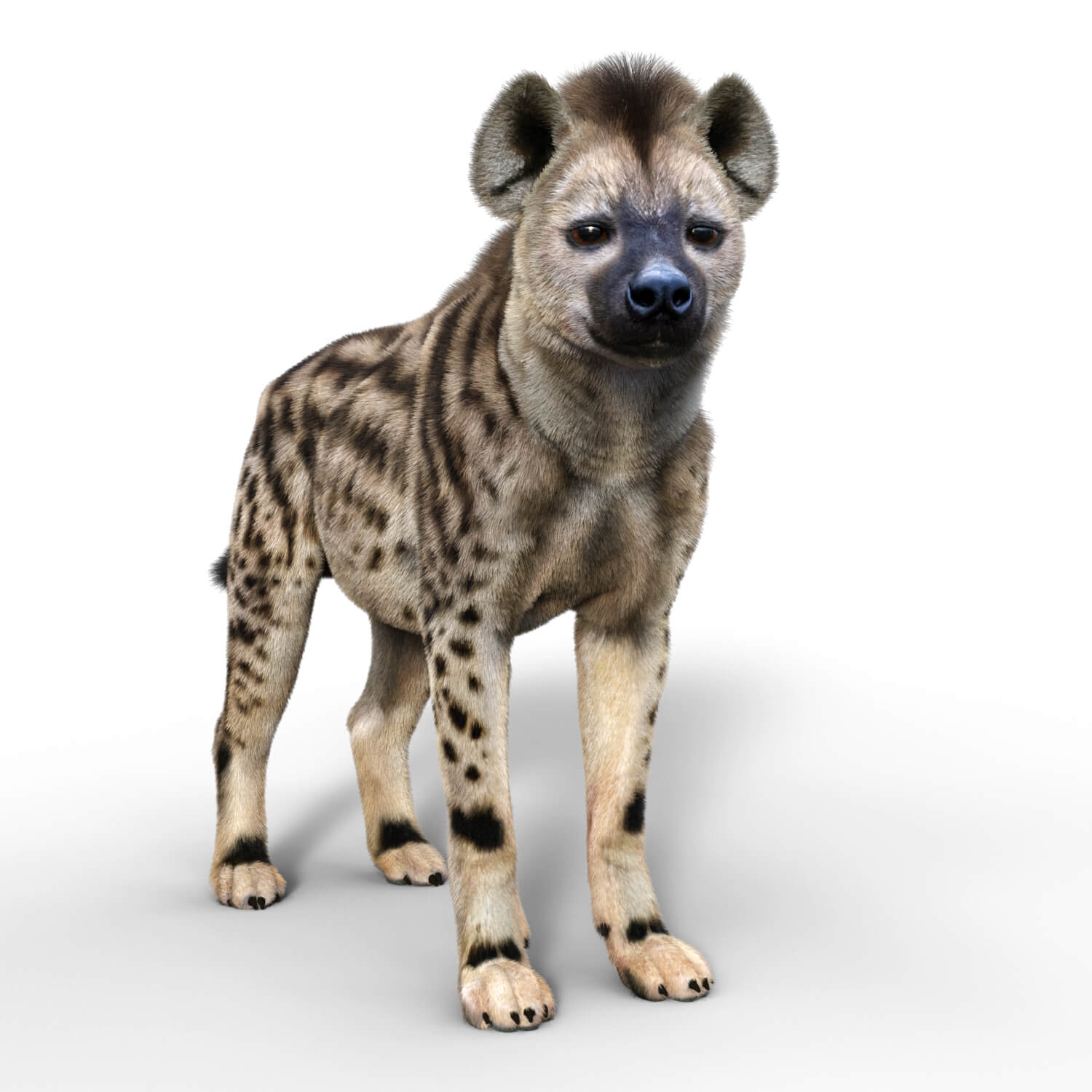 Vyu Hyena Spotted Daz Content