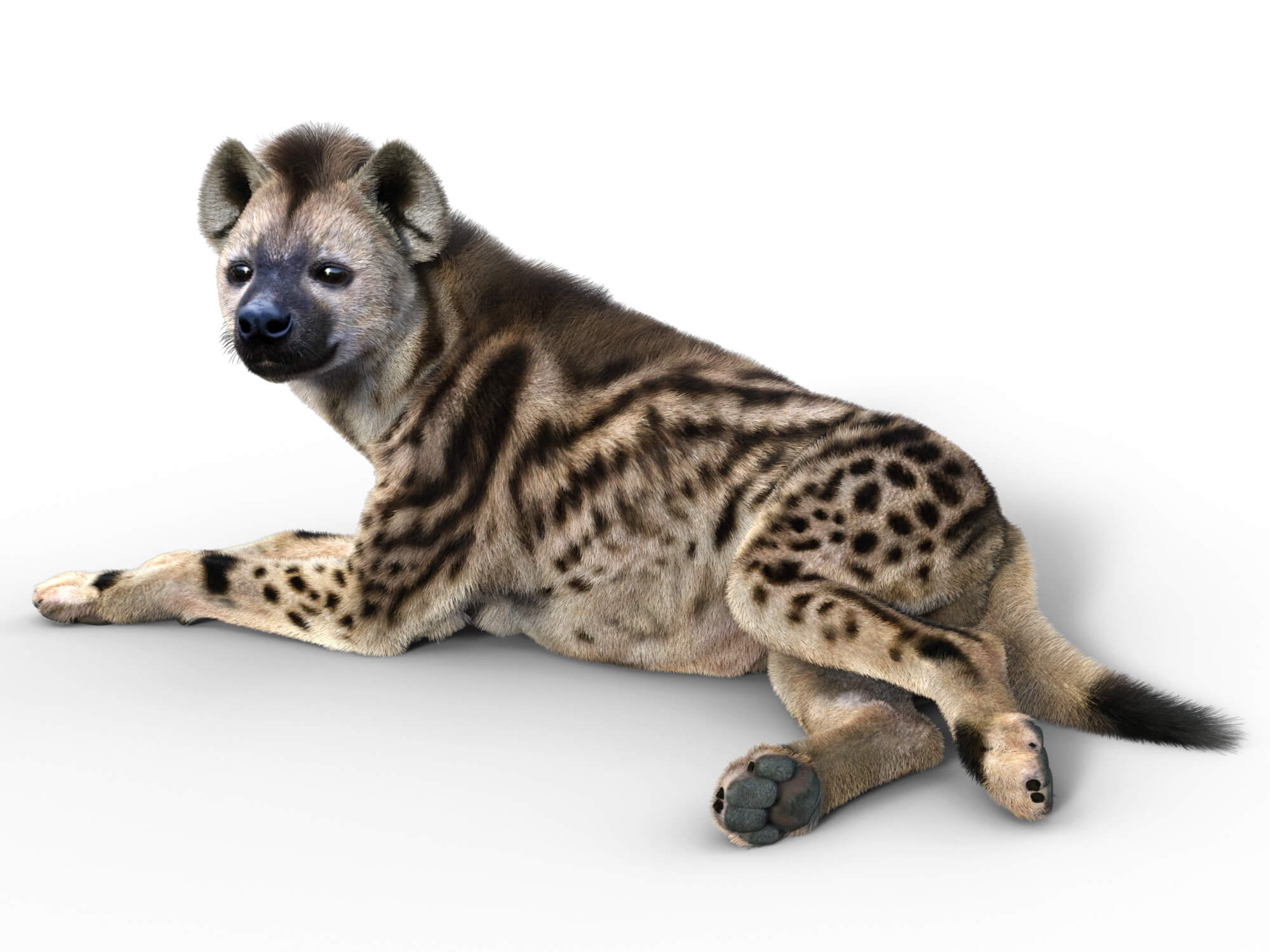 Vyu Hyena Spotted Daz Content