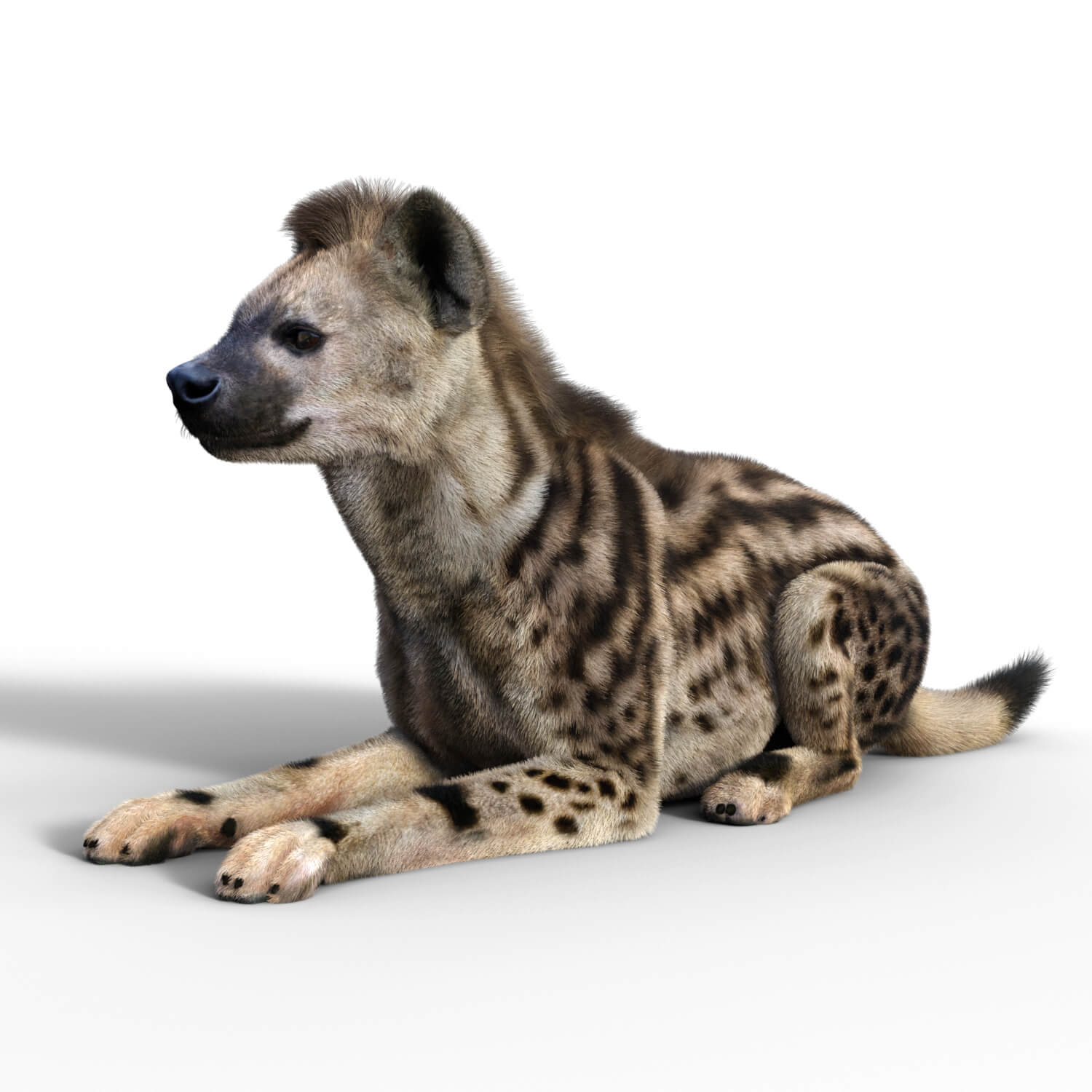 Vyu Hyena Spotted Daz Content